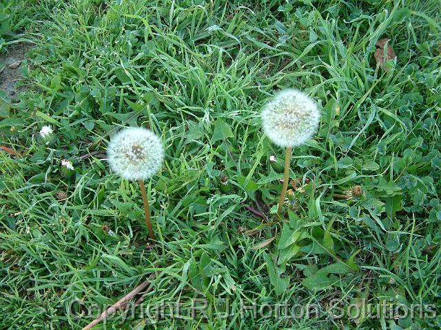 Dandelion Flower Double